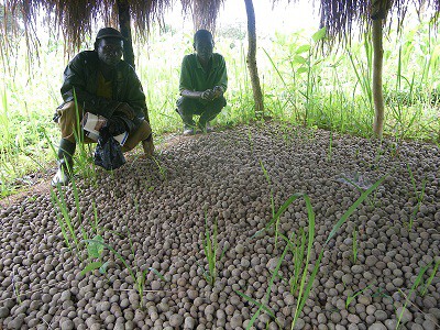 papa Albert Nyembo , agriculteur de Ditengwa qui s'est spécialisé ds la culture de la pomme de terre